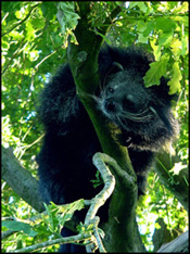 http://www.vrouwenplaats.nl/webimg/binturong.jpg